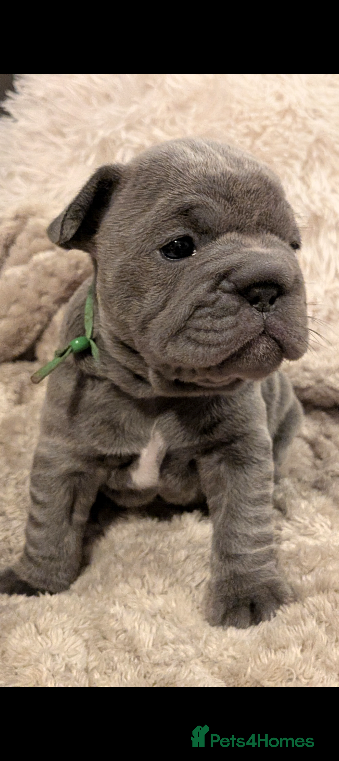 French Bulldog dogs for sale: Chunky Frenchie puppies - Advert 10
