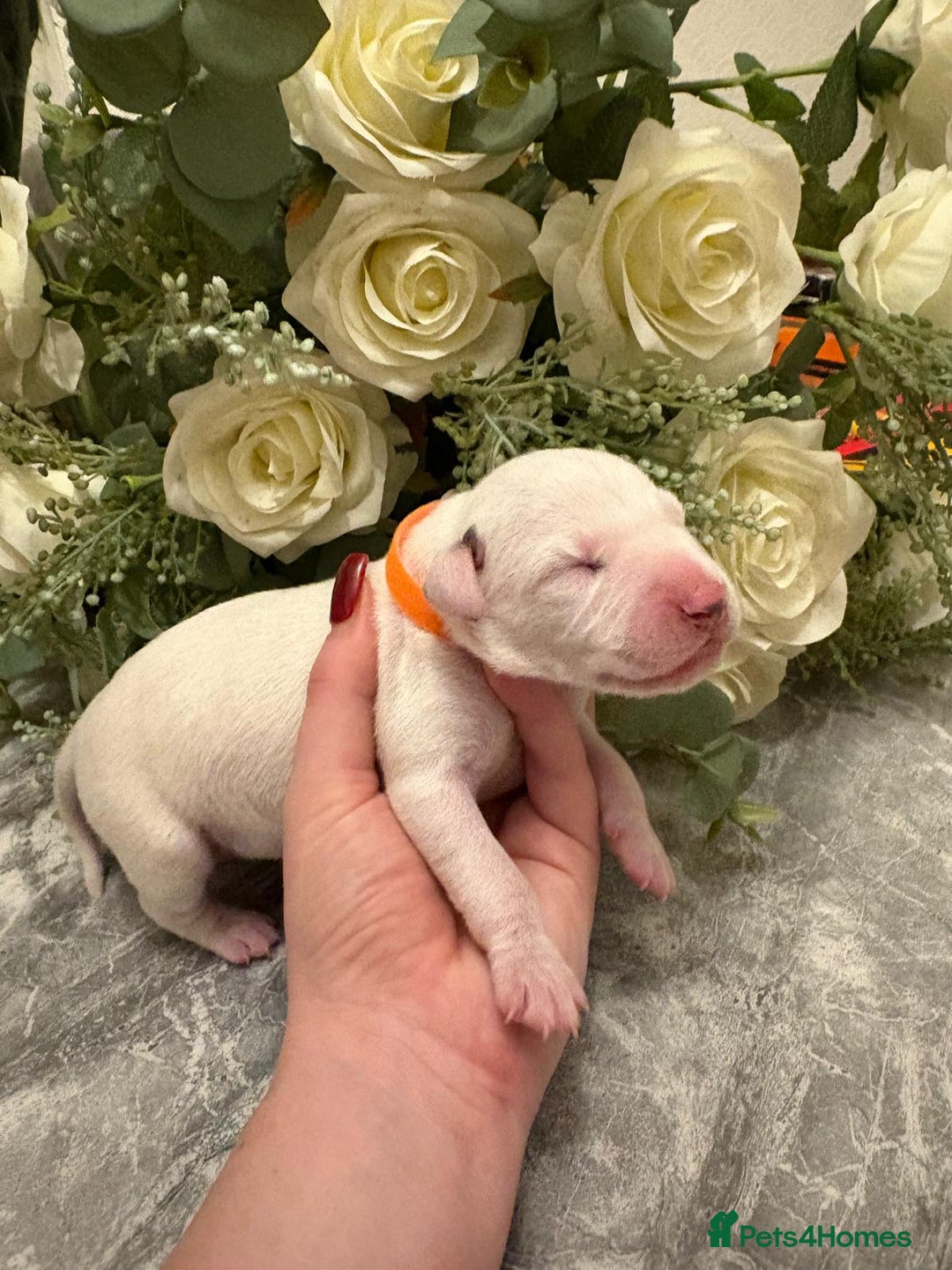 Dalmatian dogs for sale: 5 Generation KC Registered Dalmatians Boys - Advert 8