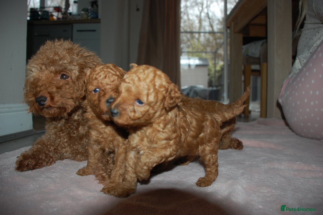 Toy Poodle dogs for sale: Beautiful solid red KC toy poodle - Advert 8