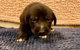 Mixed Breed dogs for sale: WOLFADOODLE F1B REVERSE. IRISH WOLFHOUND X  - Advert 16