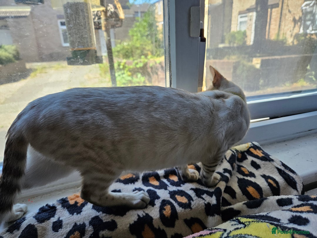 Bengal cats for sale: Snow bengal kittens for loving homes  - Image 22