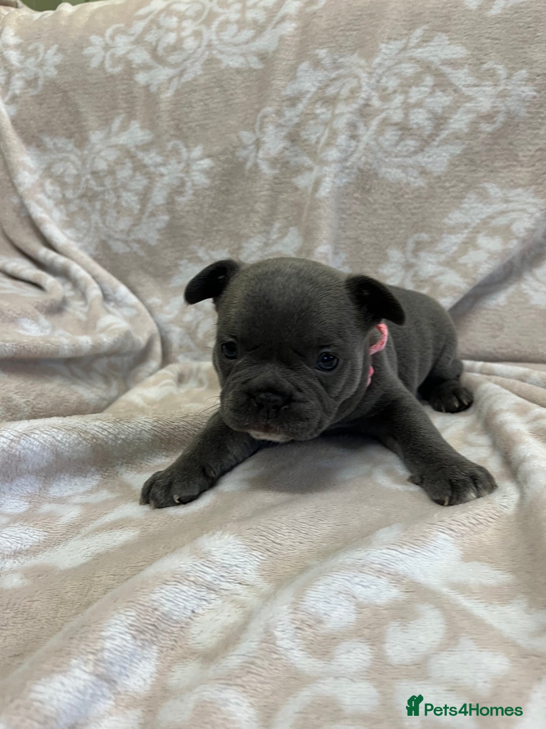 French Bulldog dogs for sale: Lovely Frenchies  - Advert 13