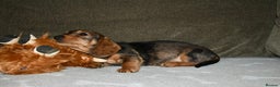 Dachshund dogs for sale: Ready now Wire haired standard x miniture puppy’s  - Advert 10