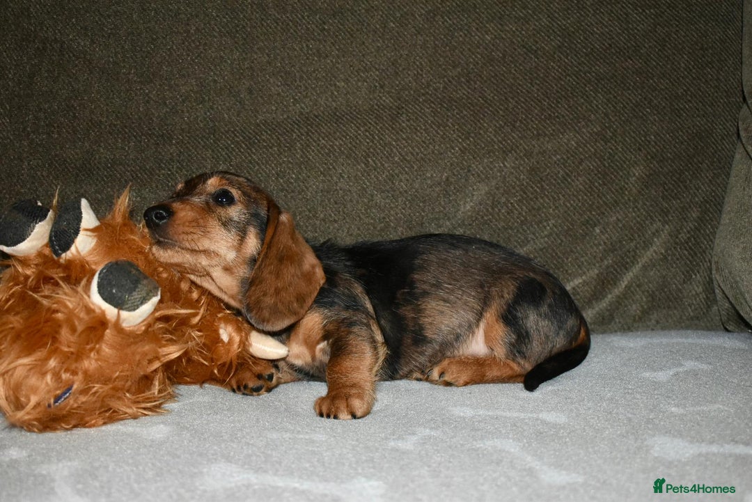 Dachshund dogs for sale: Ready now Wire haired standard x miniture puppy’s  - Advert 10