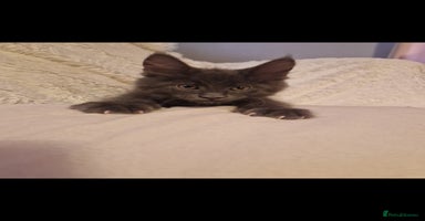 Maine Coon cats - Advert 12