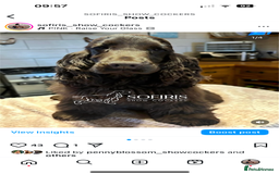 Cocker Spaniel dogs for sale: Waiting list for show litter due 27th sept - Image 5