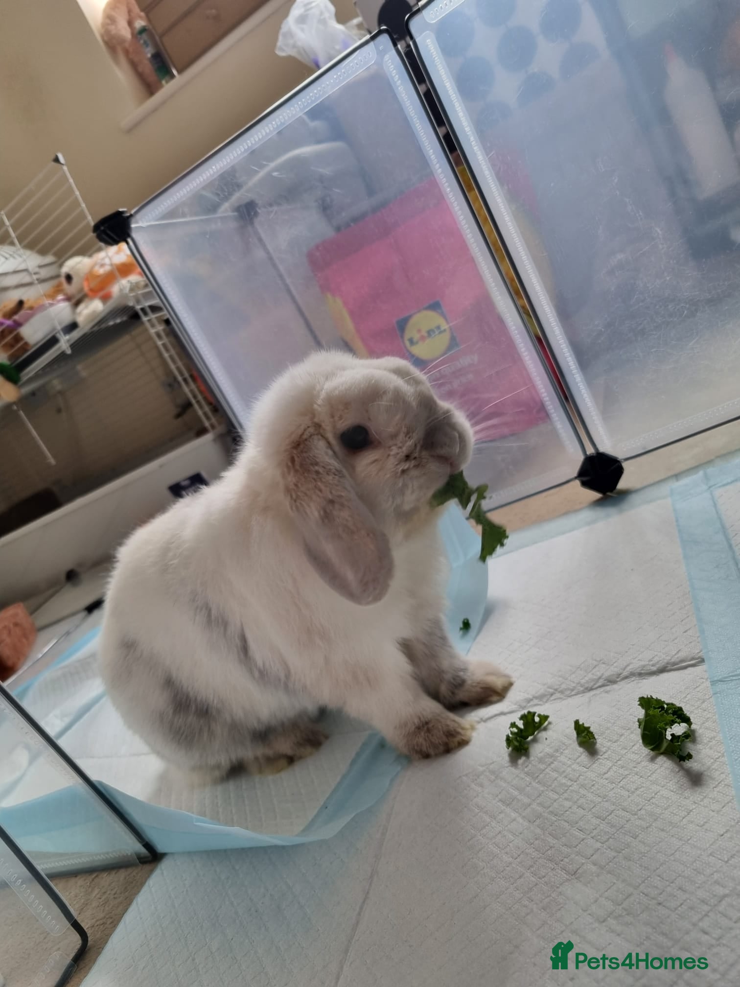 Mini Lop rabbits Beautiful Mini Lop Rabbit - 2 Years old - Advert 1