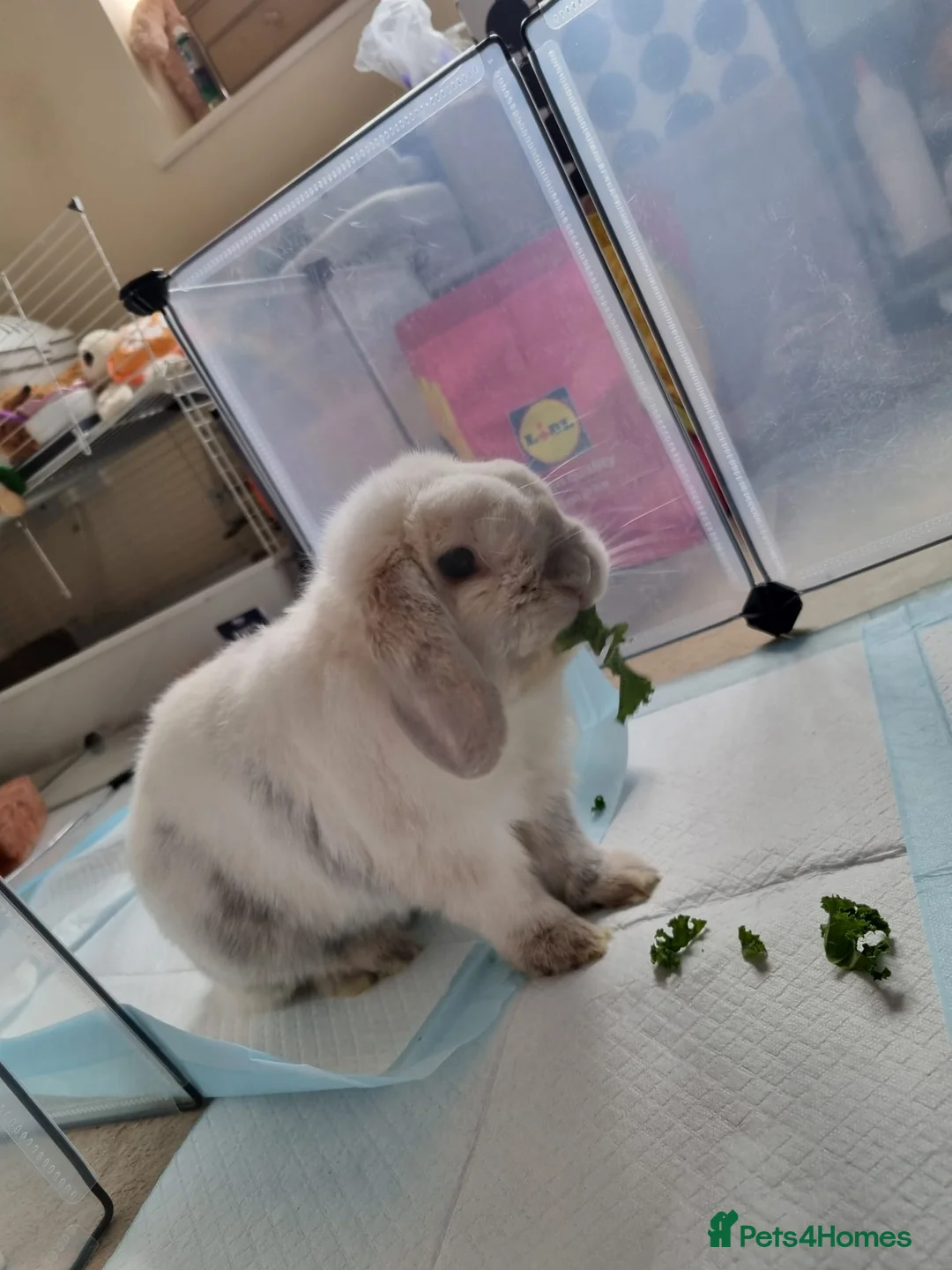 Mini Lop rabbits for sale: Beautiful Mini Lop Rabbit - 2 Years old in Northampton - Advert 1