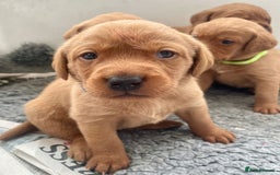 Labrador Retriever dogs for sale: Beautiful KC Fox Red Labrador Puppies - Image 13