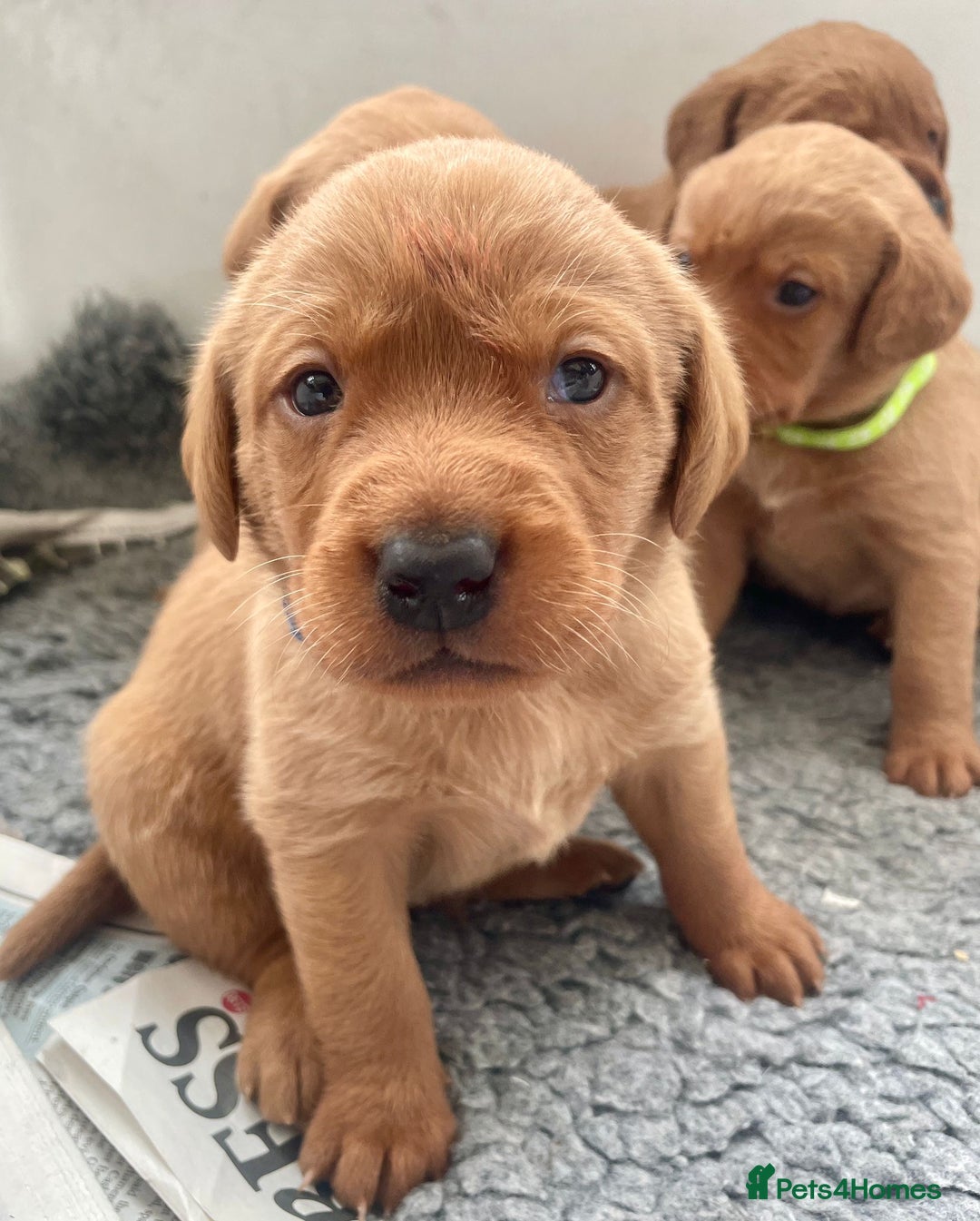 Labrador Retriever dogs for sale: Beautiful KC Fox Red Labrador Puppies - Image 13