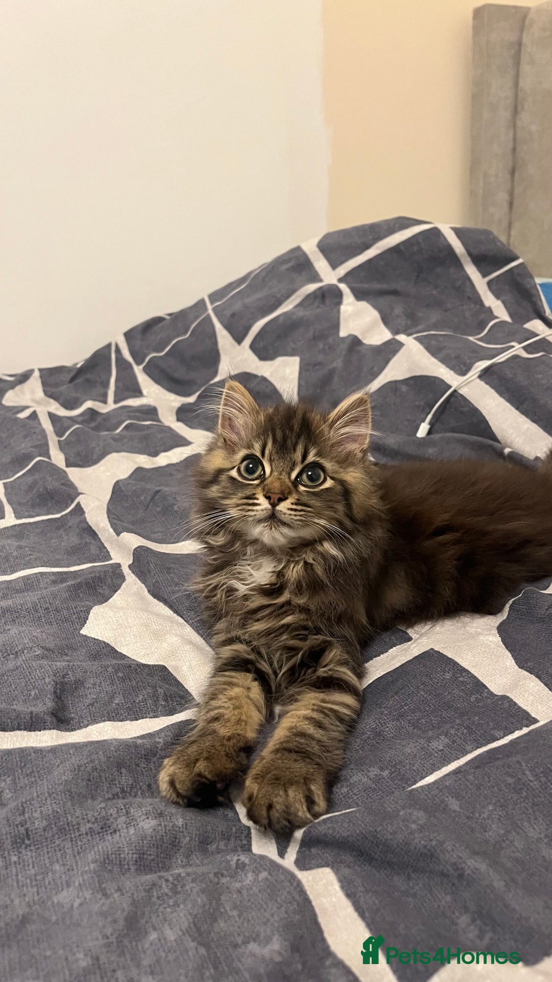 Siberian cats for sale: Purebred Siberian  - Image 6