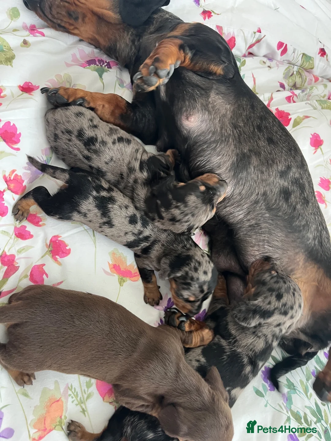 Miniature Dachshund dogs for sale: miniature dachshund  in Coventry - Advert 11