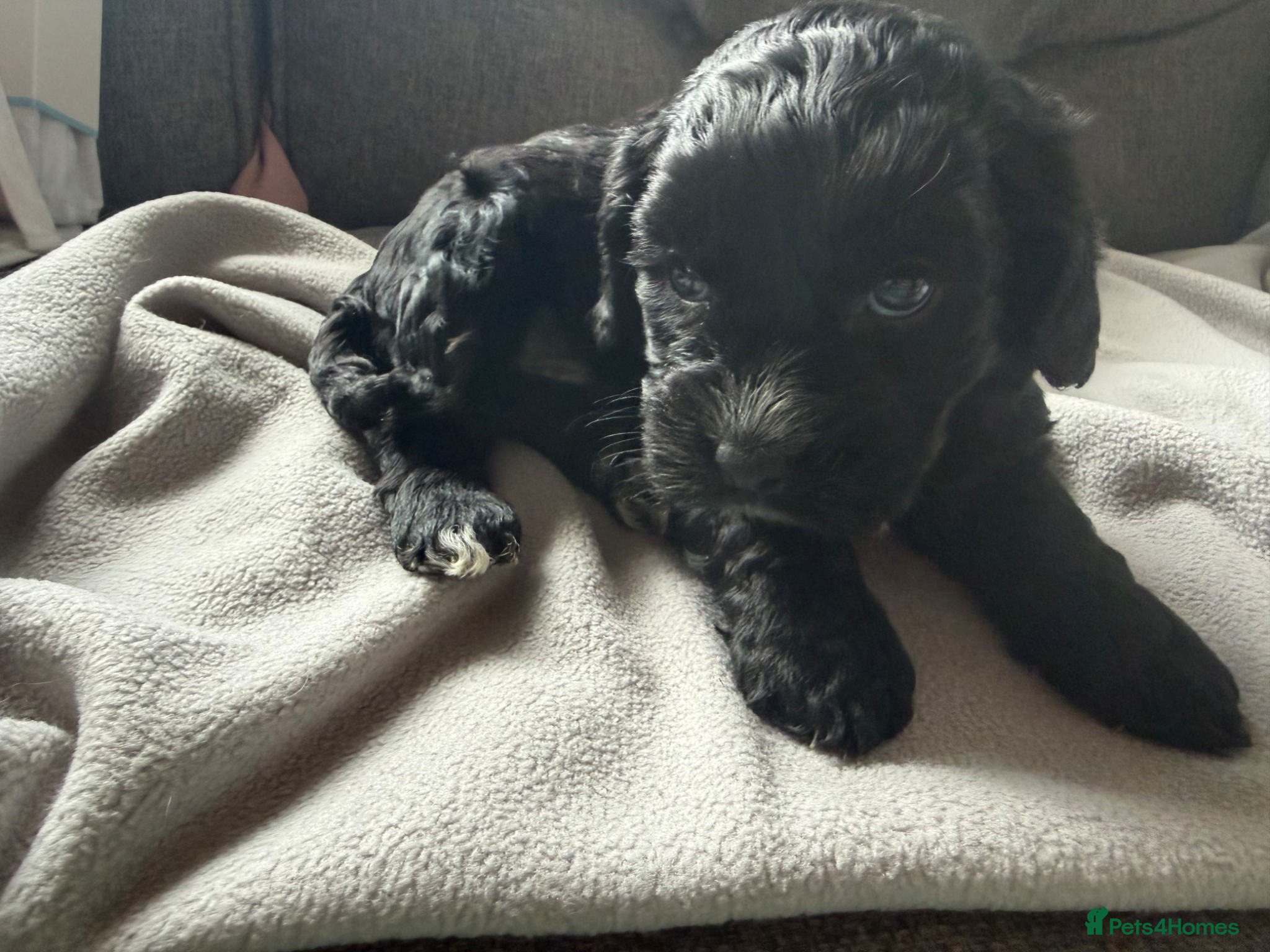 Cockapoo dogs for sale: Beautiful cockapoos - Advert 11