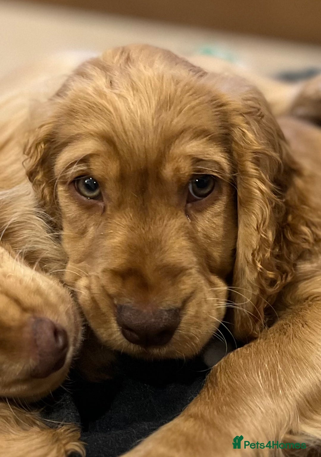 Cocker Spaniel dogs for sale: Male Show Cocker Spaniel - Advert 1
