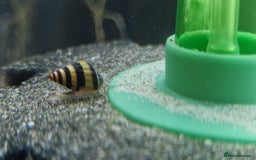Angelfish fish for sale: Angel fish  - Image 4