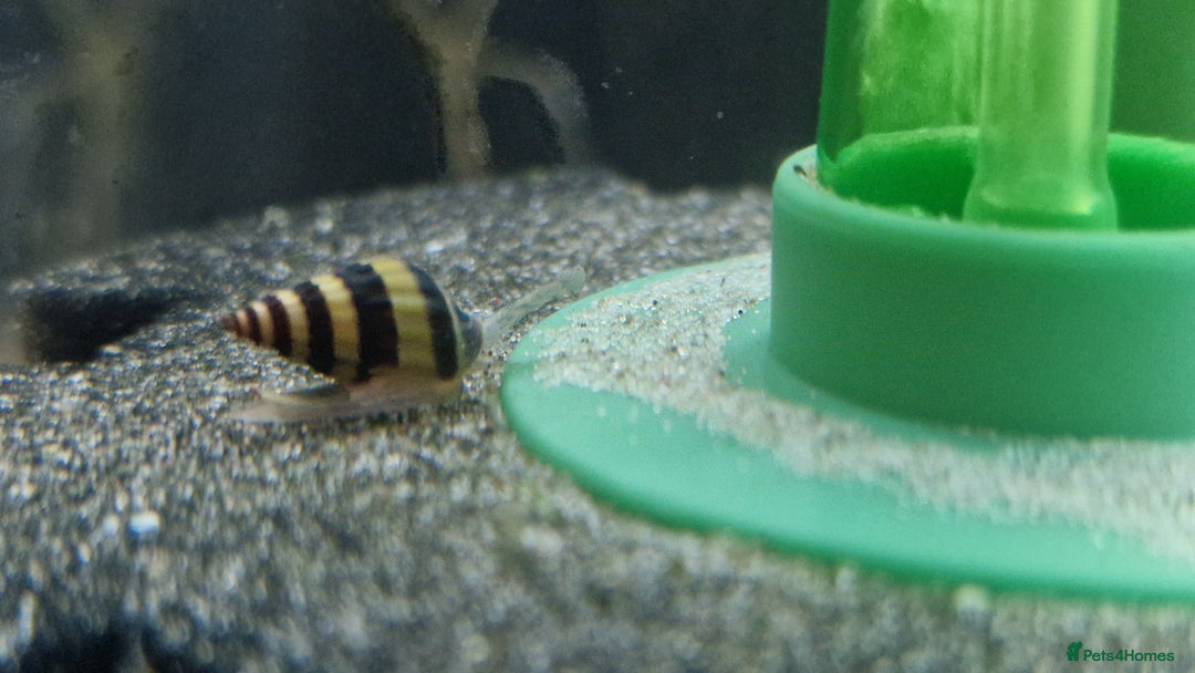 Angelfish fish for sale: Angel fish  - Image 4