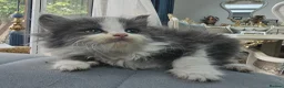 Persian cats for sale: Lovley half perian  - Advert 21