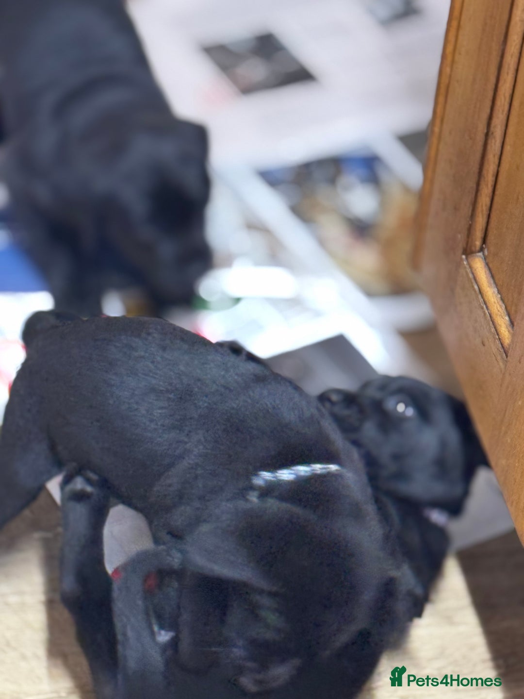 Labrador Retriever dogs for sale: Labrador Puppies  - Advert 22