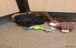 Miniature Dachshund dogs for sale: Miniture dashounds wire hair  - Image 11
