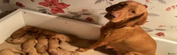 Hungarian Vizsla dogs for sale: Premium Male Hungarian Vizsla Puppies  - Advert 10