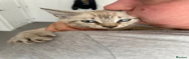 Bengal Kitten 4