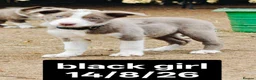 Border Collie dogs for sale: KC registered Border collie pups for sale - Advert 1