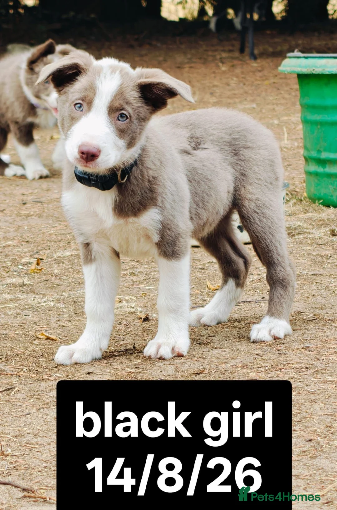 Border Collie dogs for sale: KC registered Border collie pups for sale - Advert 1