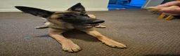 Belgian Shepherd Dog dogs for sale: Belgian Malinois in Newport - Advert 3