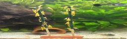 Shrimps fish for sale: Yellow Neo shrimp x12  - Advert 3