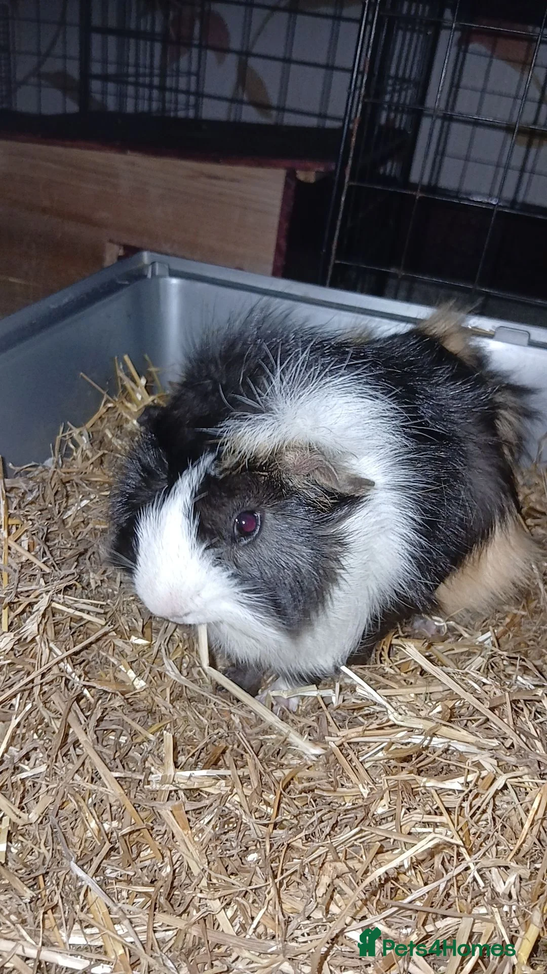 Guinea Pig rodents for sale: 2 boar guinea pigs sold separately or together in Glasgow - Advert 2