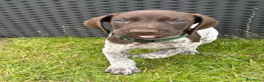 German Shorthaired Pointer Puppy 2