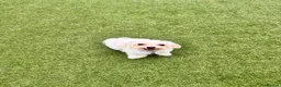 Bichon Frise dogs for sale: 🐾 Ace – Sweet dog Looking for His Forever Home!  in Luton - Advert 3