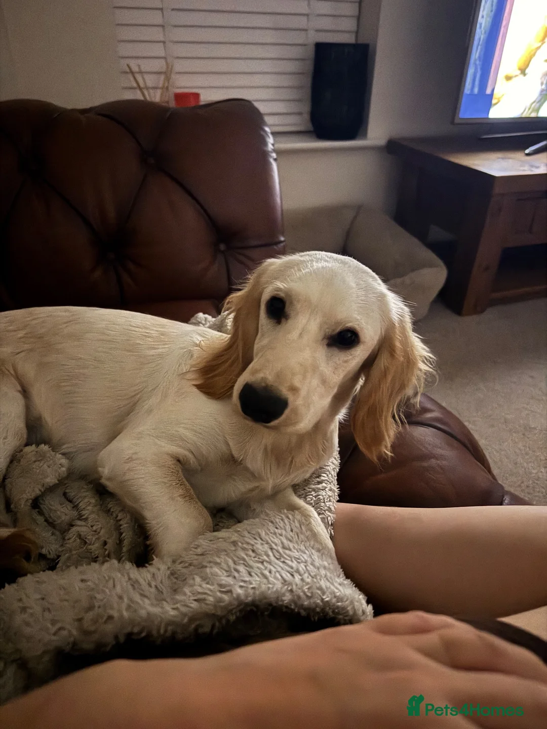 Cavapoo dogs for sale: 7 month cavapoo in Chesterfield - Advert 2