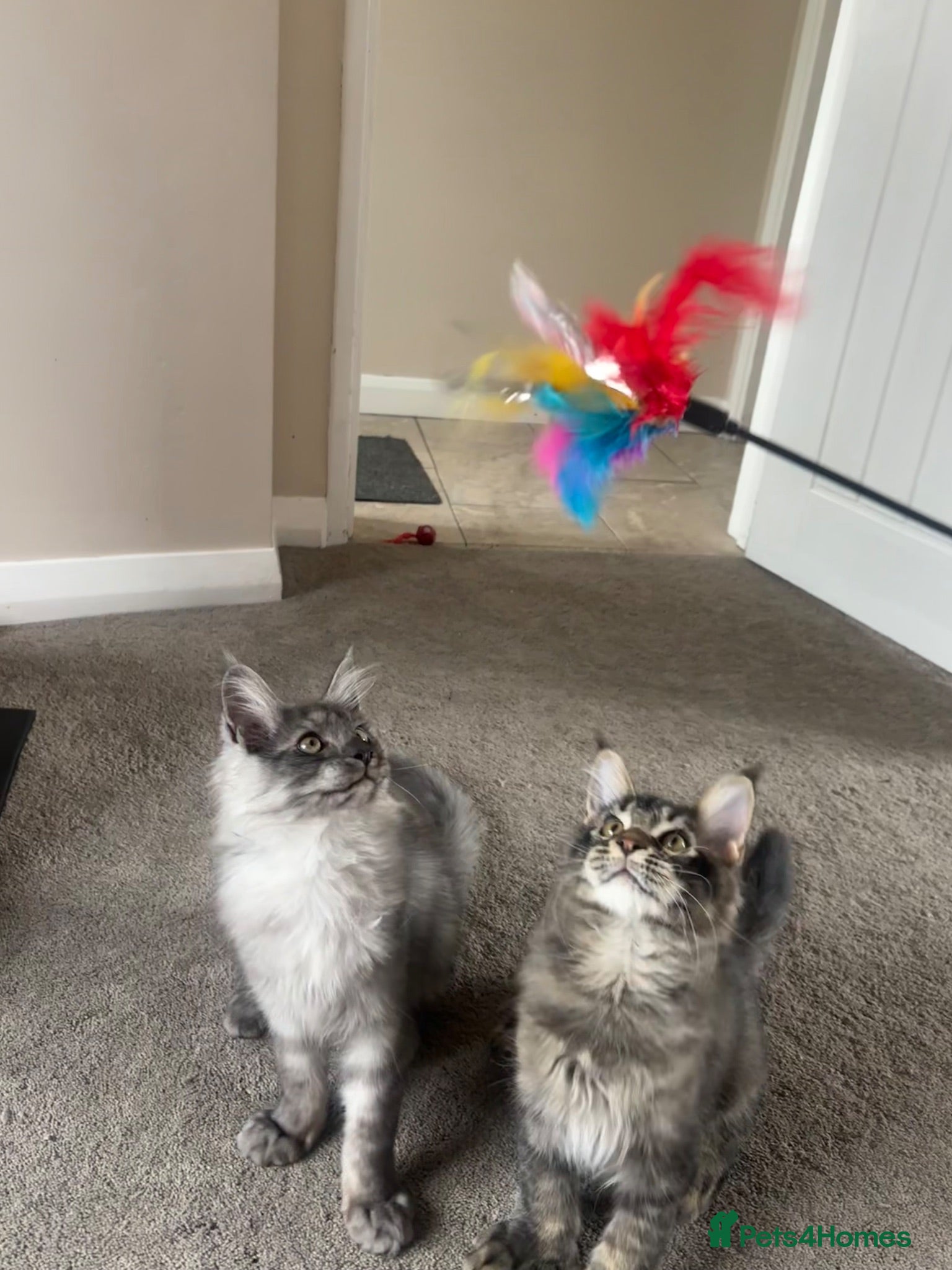 Maine Coon cats 2 beautiful Maine coon boys  - Advert 7