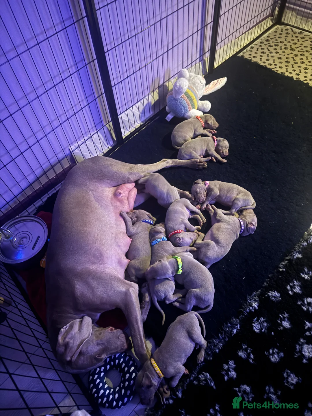 Weimaraner dogs for sale: KC Registered Weimaraner champion line puppies - Advert 2