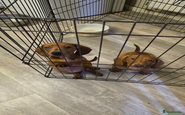 Dachshund dogs - Advert 4