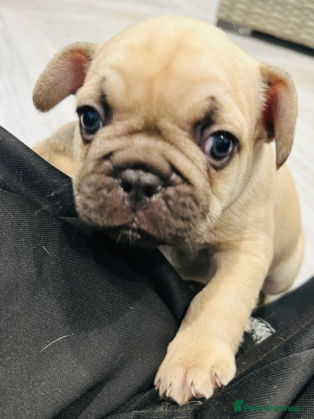 French Bulldog dogs for sale: French Bulldog Puppies - Fawn/Cream - Advert 33