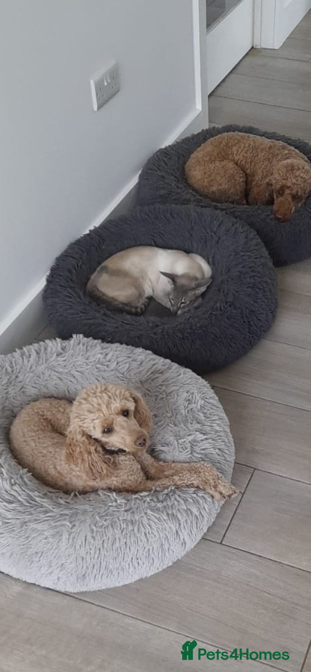 Miniature Poodle dogs for sale: Bred for temperament , health and quality. - Image 17