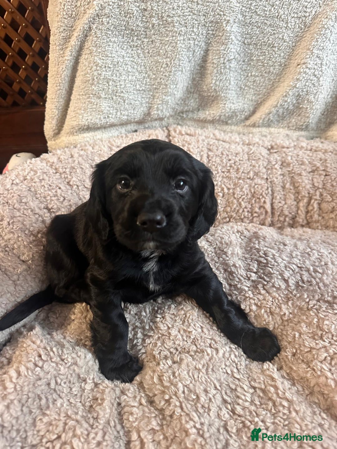 Cocker Spaniel dogs for sale: WORKING COCKER PUPS  - Advert 11