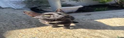 Mixed Breed cats for sale: Cats for sale  - Advert 11