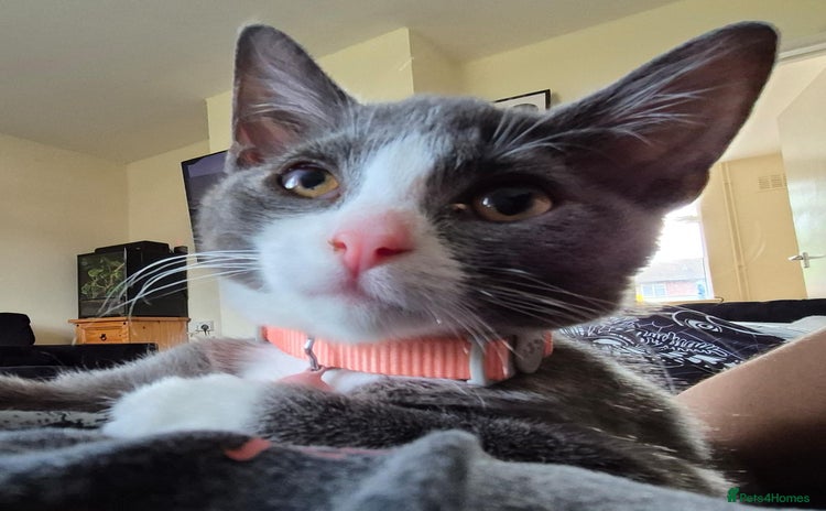 Domestic Shorthair cats - Advert 1