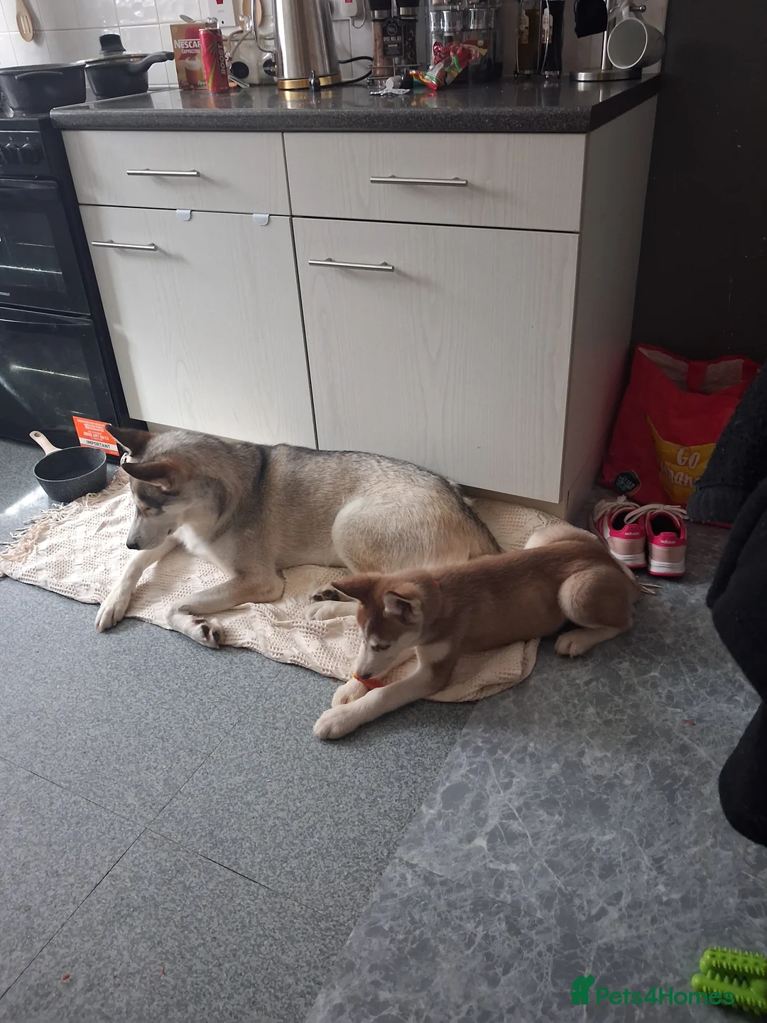 Siberian Husky dogs for sale: Sandra  - Advert 2