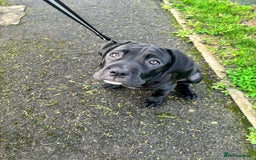 Cane Corso dogs for sale: Beautiful cane corso pup  - Advert 5