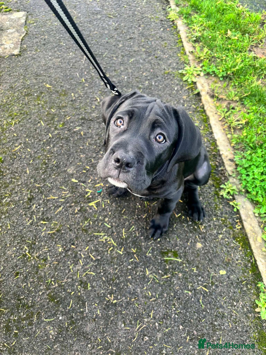 Cane Corso dogs for sale: Beautiful cane corso pup  - Advert 5