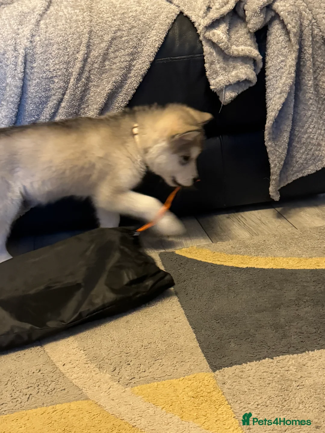 Alaskan Malamute dogs for sale: Alaskan malamute boy - Advert 7