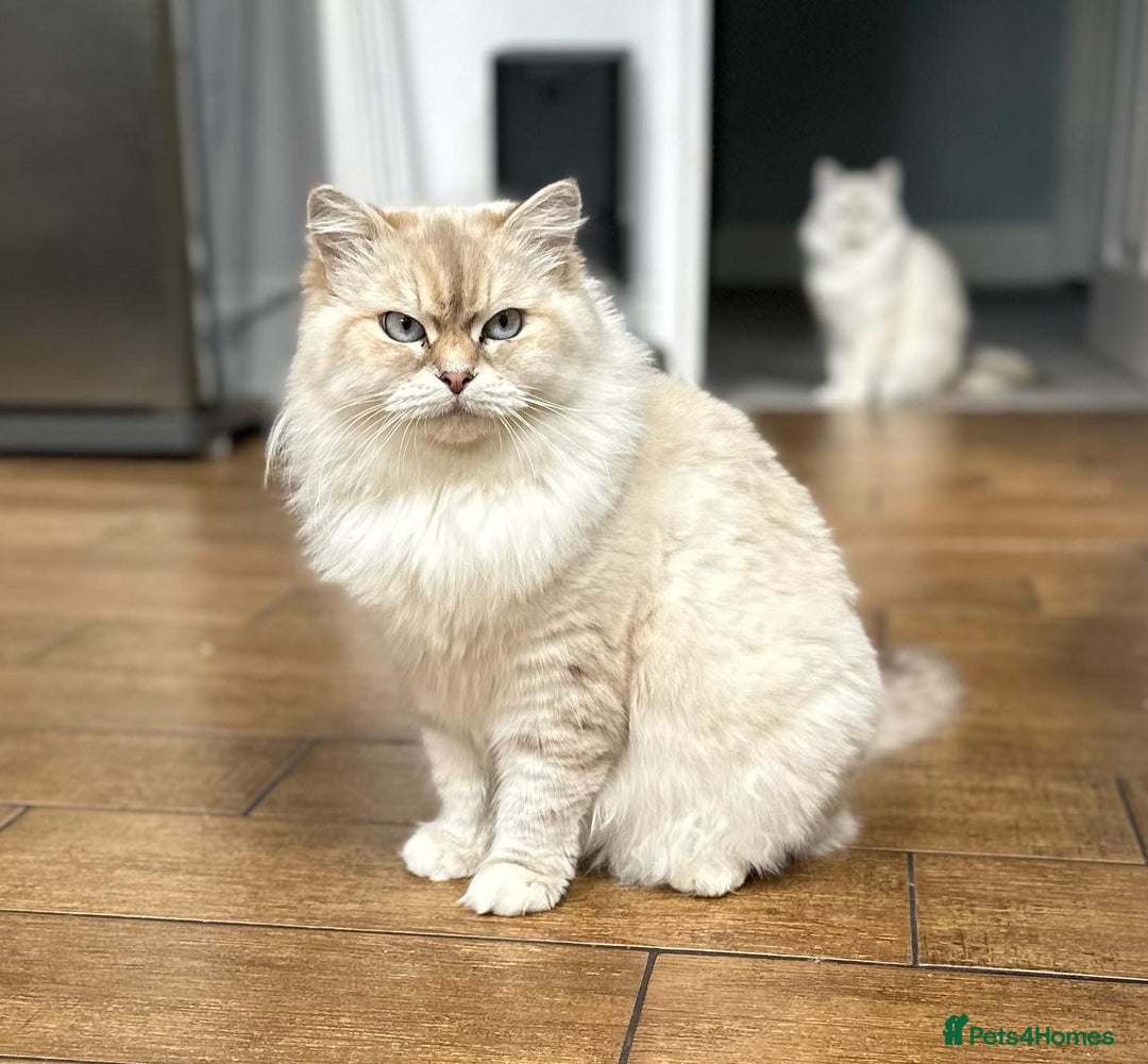 Siberian cats for sale: Fluffy Siberian Kittens Ready for loving homes🥰 - Advert 8