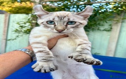 Keetso cats for sale: Wild looking polydactyl curled eared snow leopard  - Image 28