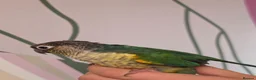 Conures birds for sale: Green-Cheek Conure With Cage and Accessory's - Advert 5