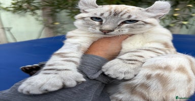 Keetso cats - Advert 6