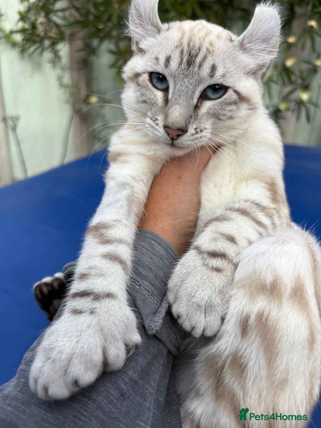 Keetso cats for sale: Breath taking polydactyl curled eared girl  - Image 3